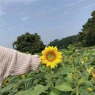 冒险默示录游戏官方下载